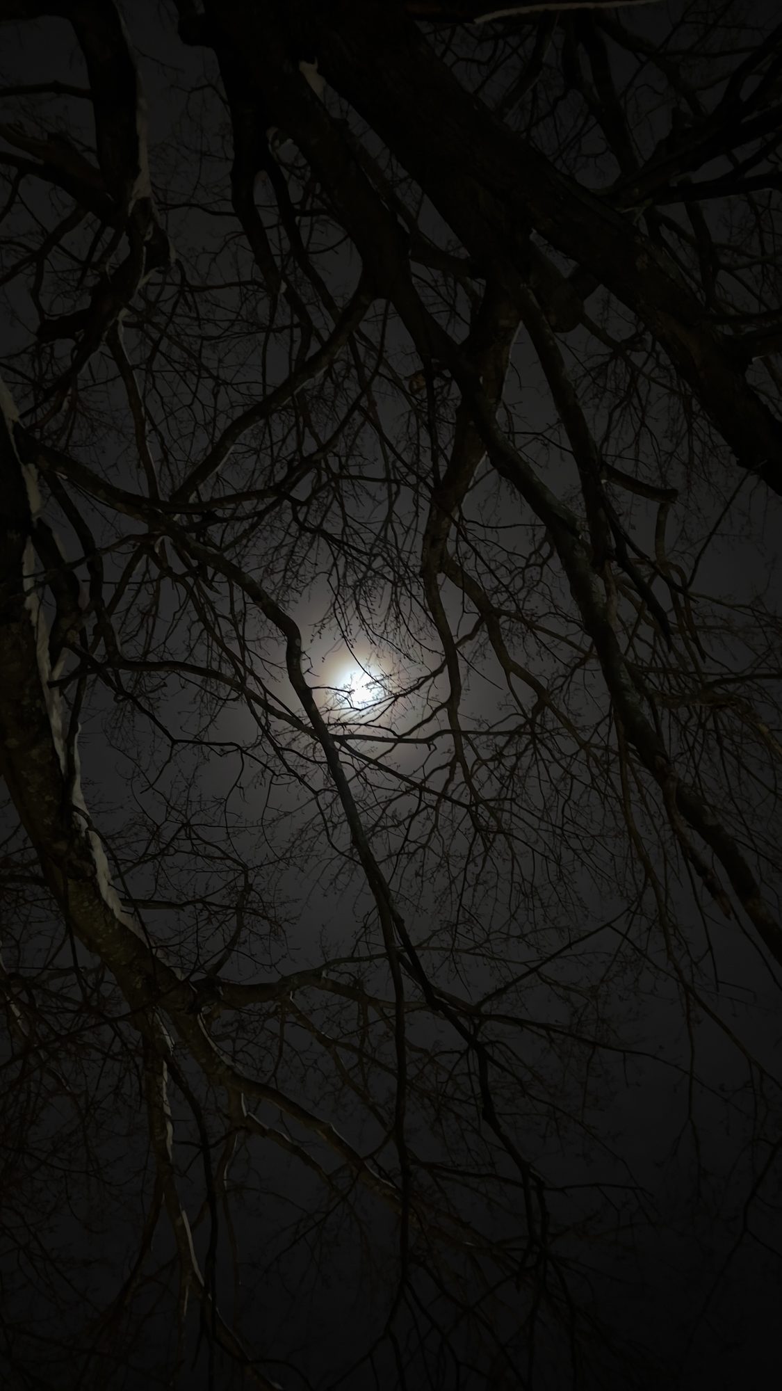 Moon glowing through a dense tangle of bare branches with snow along their tops.
