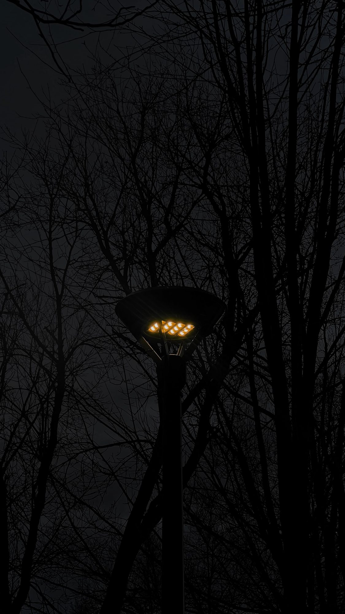 A single lit street lamp among bare winter branches in near darkness.